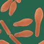 Clostridium botulinum
