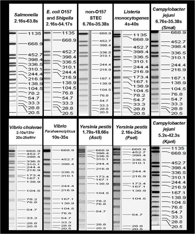 <i>Salmonella</i>. braenderup H9812 Universal Size Standard